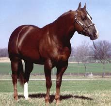 com United States Overo,tovero, tobiano Bred to be spotted Developed from Thoroughbreds, Morgans and Saddlebreds Ranch work Rodeo