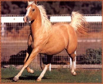 2 hands Small eye and alert ears Live to 35 or older Fewer than 30000 purebreds left in the world Dressage Palomino Horse Breeders of America