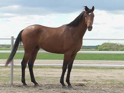 Good natured and calm disposition Muscled and long bodied Thoroughbred The Jockey Club 40 E. 52 nd St. New York, NY 10022-5911 http://www.jockeyclub.