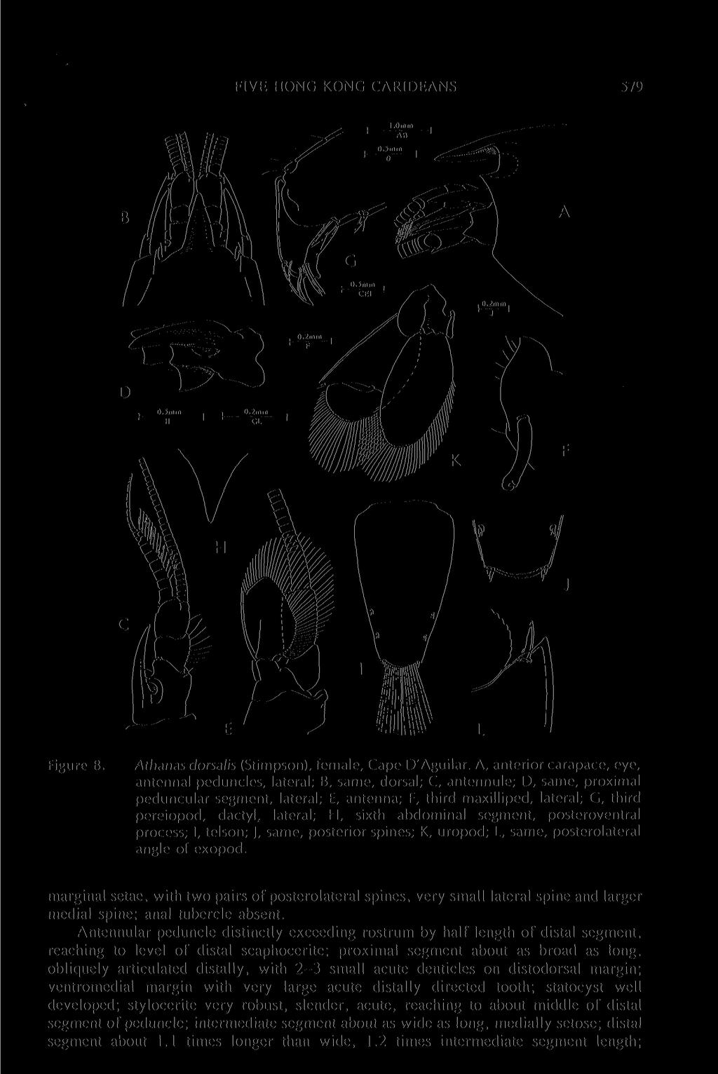 FIVE HONG KONG CARIDEANS 579 Figure 8. Athanas dorsalis (Stimpson), female, Cape D'Aguilar.