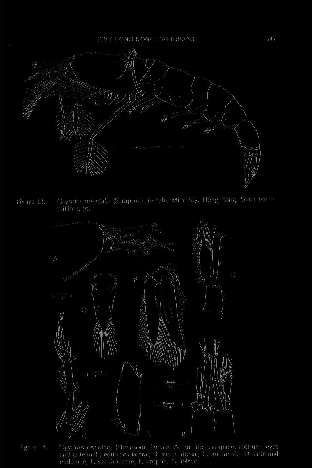 FIVE HONG KONG CARIDEANS 587 Figure 14. Ogyrides orientalis (Stimpson), female.