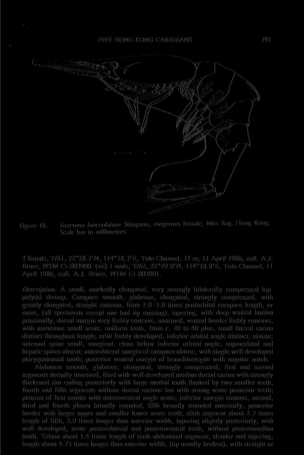 FIVE HONG KONG CARIDEANS 595 Figure 18. Tozeuma lanceolatum Stimpson, ovigerous female, Mirs Bay, Hong Kong. Scale bar in millimetres. 2 female, T/61, 22 28.7'N, 114 18.