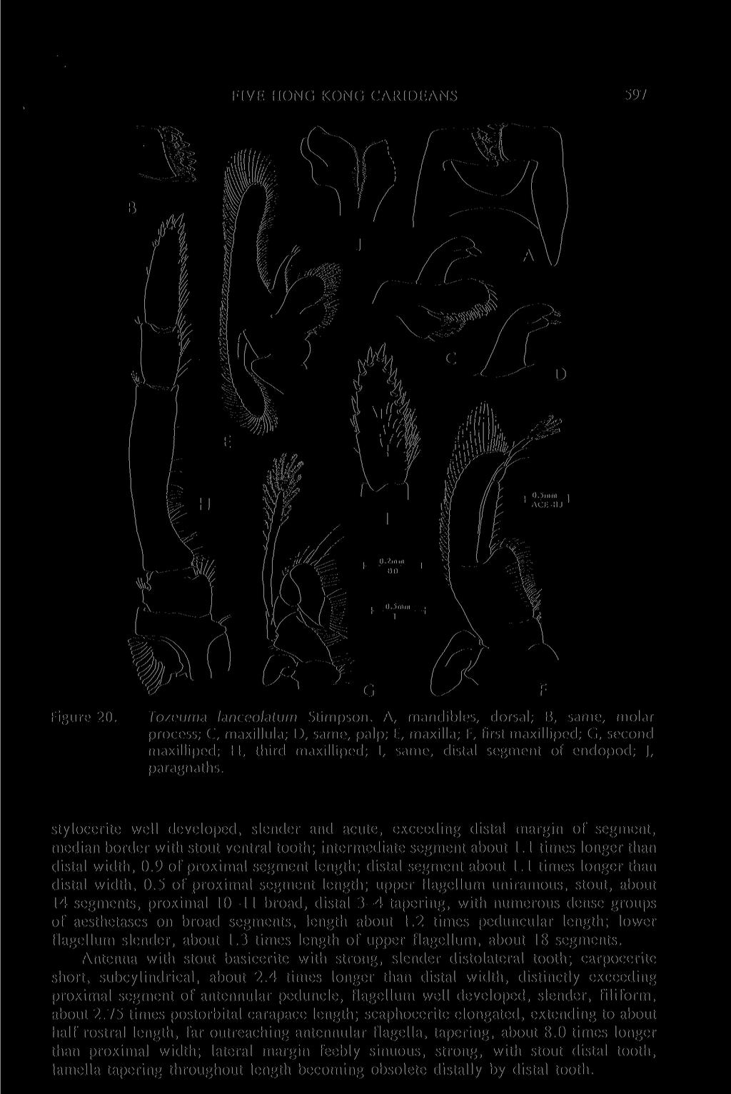 FIVE HONG KONG CARIDEANS 597 maxilliped; H, third maxilliped; 1, same, distal segment of endopod; ), paragnaths.