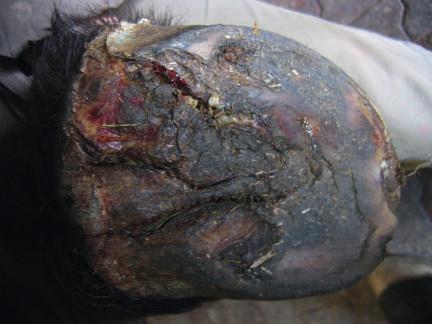 The poisonous dead tissue structures within the hoof that find their way into the blood system are kept at a minimum due to the restricted blood circulation in the deformed hoof capsule and therefore