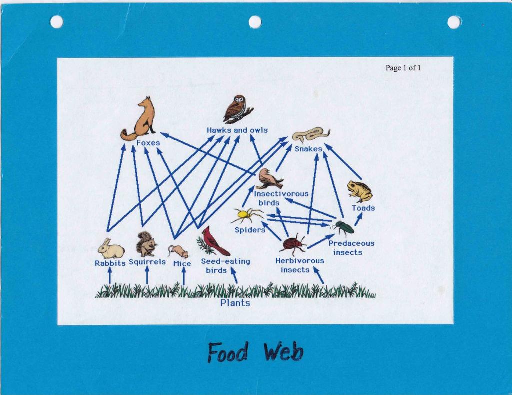 This is an example of a food chain. A food chain shows how living things get food and energy, and shows the direction that energy flows within an ecosystem.