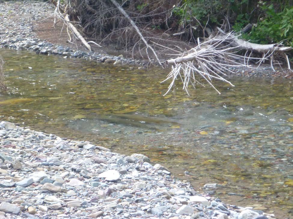 Bull trout pair actively spawning