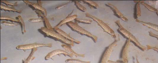 Density Experiment Methods All fish fed SNP 4%/d Reared