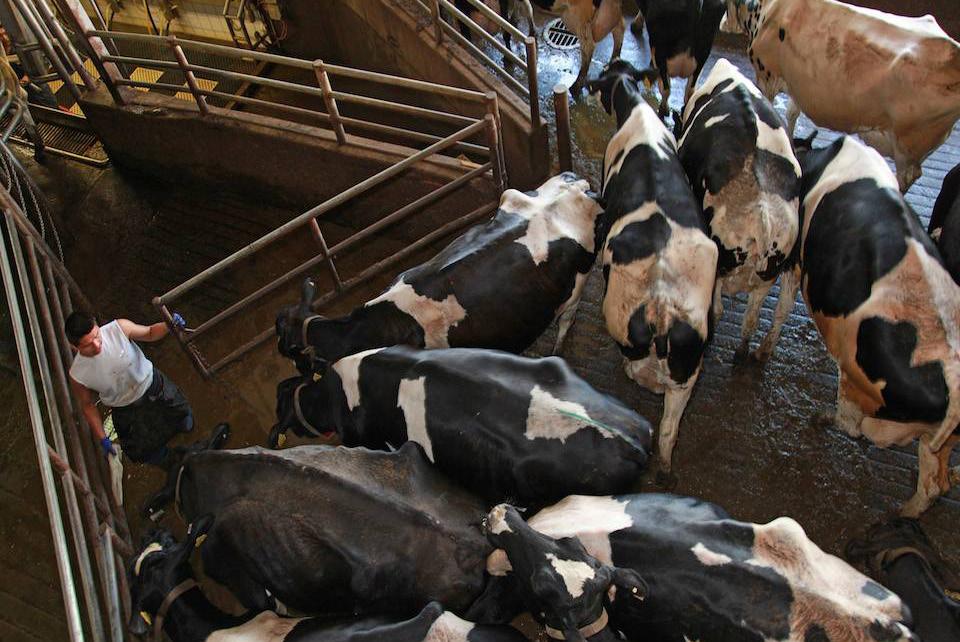 Why is it dangerous to work on a dairy farm? Each year, more than 500 workers die in agricultural work.