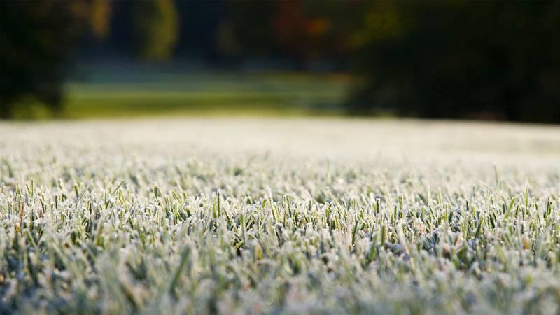 FROST DELAY: 5 THINGS EVERY GOLFER SHOULD KNOW - USGA Green Section 1. Crunchy grass is vulnerable to damage.