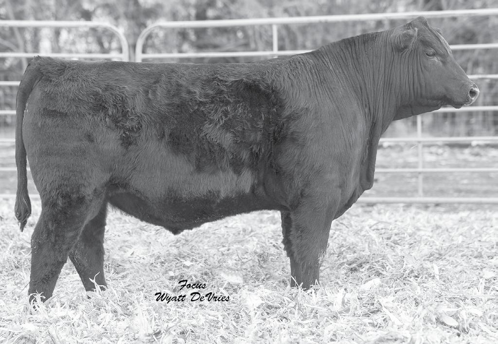 Lot 1 - ICC Identity 1429-8264 ICC IDENTITY 1429-8264 1 Low birth with tons of performance in this full brother to the proven and extremely popular Musgrave Aviator.