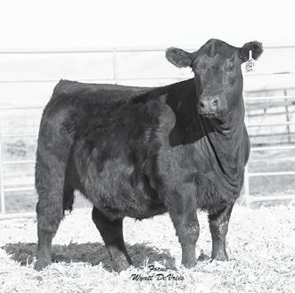 pedigree and she has earned a progeny record with BW 4@77, BWR 4@97, WWR 4@108, and YWR 3@108.