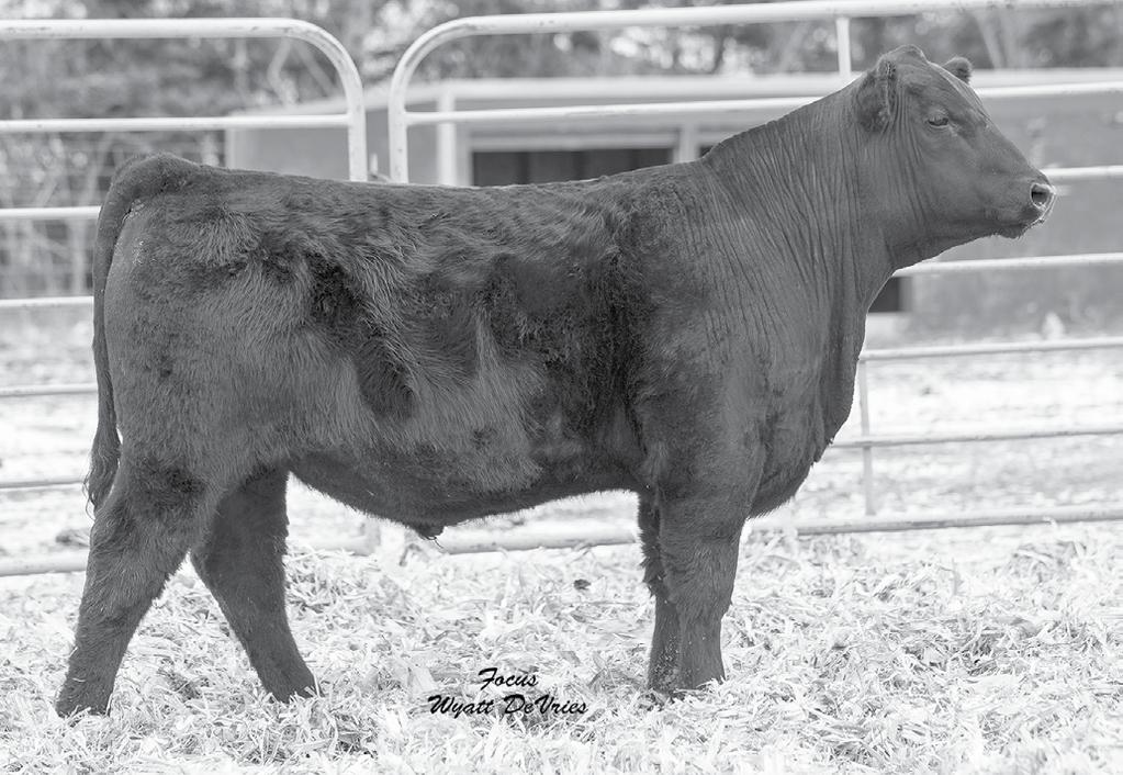 Lot 2 - ICC Identity 730-8319 ICC IDENTITY 730-8319 2 A brother blending the proven high growth traits of Identity with a dam who is a maternal