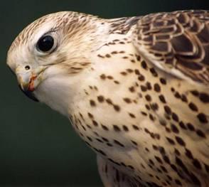 CITES and falcons 4 Appendix I Species threatened with extinction International commercial trade generally