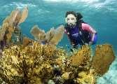 learn the skills and safety of snorkeling and SCUBA diving.