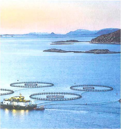 Fish Farming in Norway Salmon farming Started in the 1970s Around 1990 production was about 100,000 tons Production is currently more than 1 million tons Currently highly