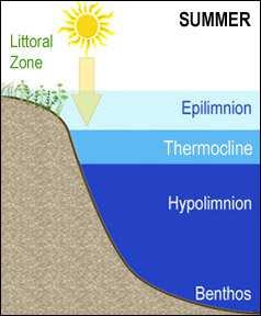 Lake Temperature/Density Zones Warm upper zone; light and nutrients Metalimnion: rapid decrease in temperature and