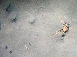 surface (burrowing crustacea,