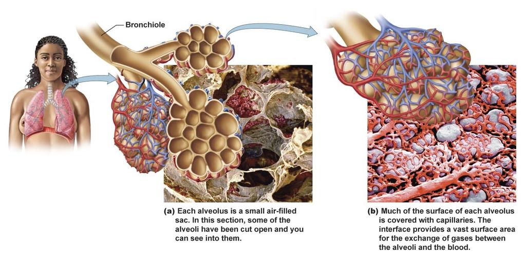 Bronchi (bronchus) Function Connects the larynx to the bronchi. 6. Bronchioles 7. Alveoli (alveolus) 7.