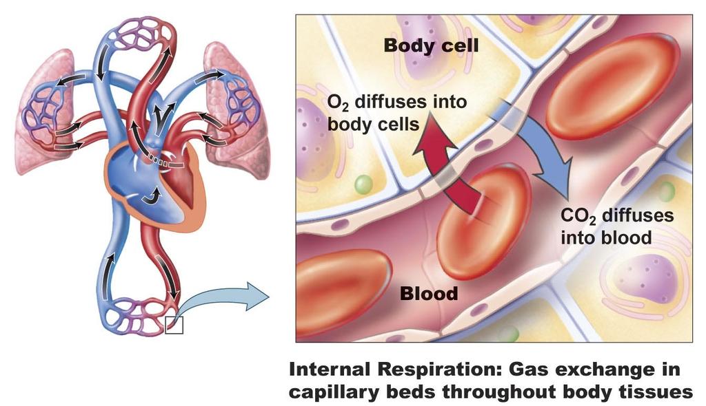 CO2 is transported dissolved in the plasma (10%) Remember that O2 enters and CO2 leaves the lungs = External respiration Oxygen is transported on Hemoglobin. 2.