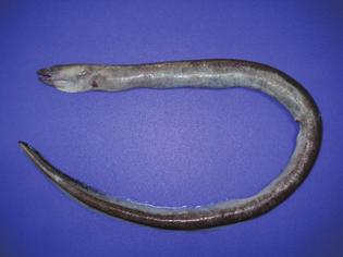 McCosker et al. A New Genus of Worm-Eel from Taiwan 1189 (for the total length (TL), trunk length, and tail length) and recorded to the nearest 0.