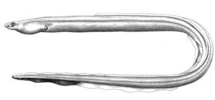 1190 Zoological Studies 51(7): 1188-1194 (2012) midline, reduced, a small opening smaller than eye diameter, preceded anteromedially by a small lappet-like fleshy protuberance.