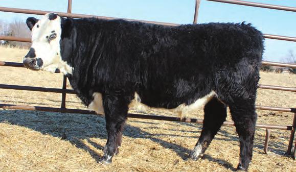 His maternal side is very powerful and includes bulls like P606, Huth Full House, and Wrangle 19D.