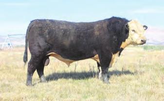 41 77.78 22.54 45.25 - This AI son of Jo Black Jack 4217 is out of a first calf heifer and is really starting to come around.