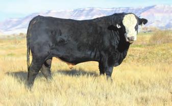 Although he is not the biggest bull he should be a good option to use on Heifers as his sire is one of the top Heifer bulls in the ABHA. 67 5128 SMITH E07A $2,500 BD: 03/11/17 REG.