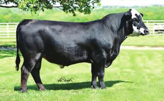 original Line 1 cattle. LIGHTNING JN A923 X BD: 03/15/13 REG. #HB004377 77% HB ACT.
