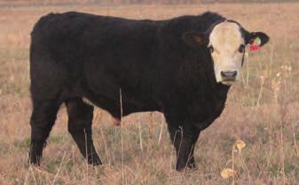 01 One of our foundation sires and one of the best looking Black Herefords to date.