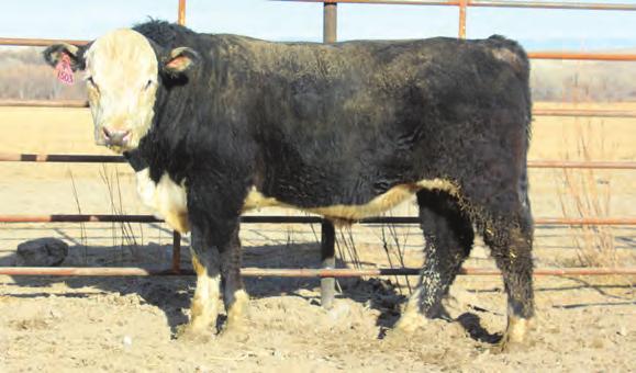 On the bottom side he traces to some very good Line 1 cattle. He had an impressive 737 lbs., adjusted weaning weight with a 72 lbs., birth weight. He is already 1,050 lbs.