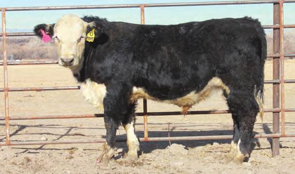 675 4.54 45.84 82.65 25.15 48.07 / - This bull is hard to part with. He looks just like his sire, who has been one of our favorites. He is going to leave a mark on the ABHA.