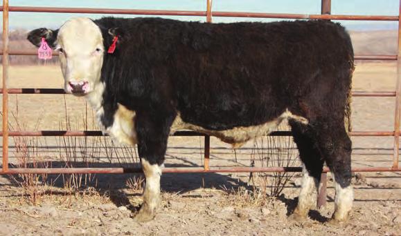 10 44.03 75.41 24.68 46.70 SOLD MARK COFFEY - - This bull is awesome. He is out of the grand-dam to our herd bull Boom, and is built like Black Jack. Very small scurs.