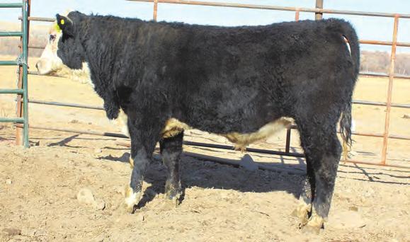 55 - We really like the 431 cow. This is a great Boom son.. 20 21 HAPPY JACK 7433 $4,250 STRAIGHT LINE 7556 $4,250 BD: 04/20/17 REG.