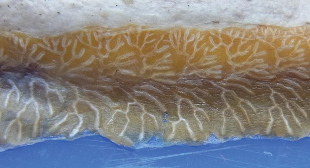Pelvic and anal fin pale to yellowish. Caudal lightly and evenly dusted. Belly with photophores along scale rows, 4 5 prominent rows above anal base to lower part of caudal peduncle.