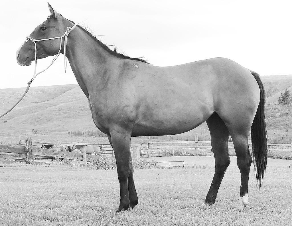 .. POCO DON TEJANA FRESCO MISS BUENO Juniper is a 2011 AQHA registered mare that has been used in the Sandhills, canyons, creek bottoms, sale barn and arena.