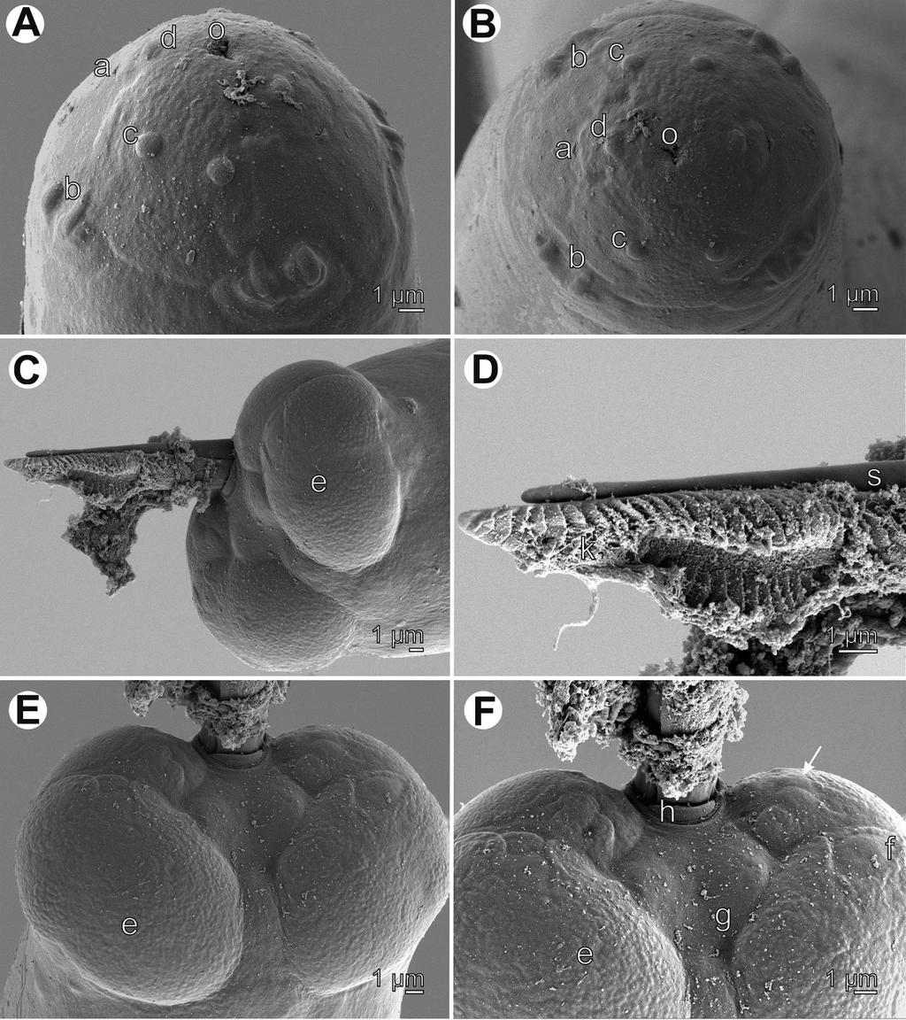 266 František Moravec and Atheer Hussain Ali Fig. 2. Philometra johnii sp. nov., scanning electron micrographs of male: A and B cephalic end, subapical and apical views.