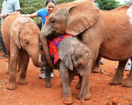 Wildlife Trust Elephant orphanage.