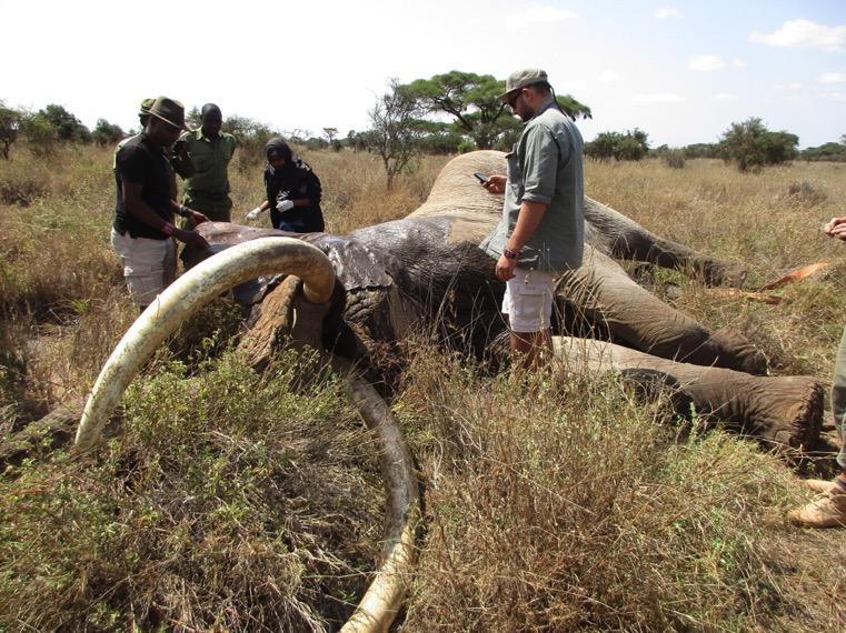(pictured below) June 17: A famous big tusker, named Tim, was seen bleeding near Kimana Sanctuary, Kimana Group Ranch.