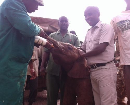 June 28: Amboseli Trust for Elephants (ATE) reported an elephant, named Ulysses, having trouble walking at Oltukai, Amboseli National Park (ANP).