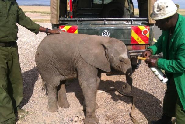 Not treated: April 2: An informer reported an elephant with a wound at Kelunyet, Kaputei Group Ranch, but search teams were unable to locate the elephant.
