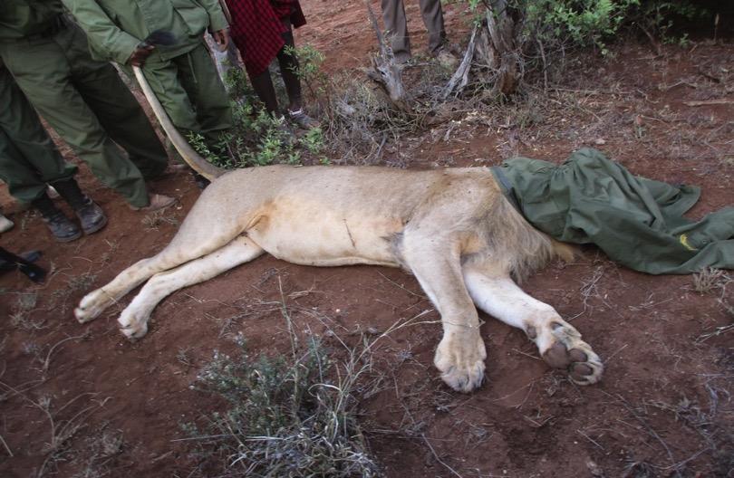 Big Life s rangers, informers, and PCF personnel, in conjunction with partners at KWS and Lion Guardians, have worked to stop three lion hunts during the second quarter.