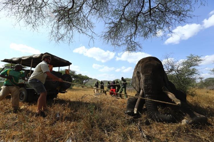 ELEPHANT INJURIES Treated: 7 (by the KWS/David Sheldrick Wildlife Trust (DSWT) mobile veterinarian) Not treated: 2 Elephants Treated: