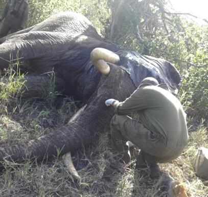 The vet was notified but was not available. Our rangers continued monitoring the bull until the vet arrived on April 10.
