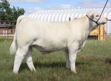 This impressive bull calf is well balanced with massive body type, near flawless structure build and powerfully muscled with a big square hip.