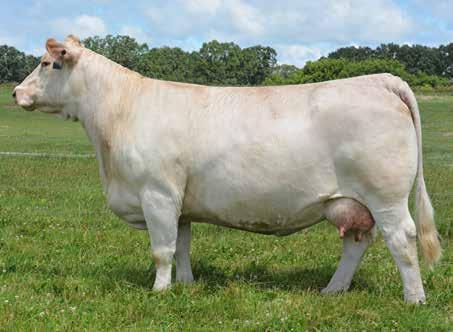 olzin Cattle - Flush & Embryos Without doubt one of the favorite donors in the business!