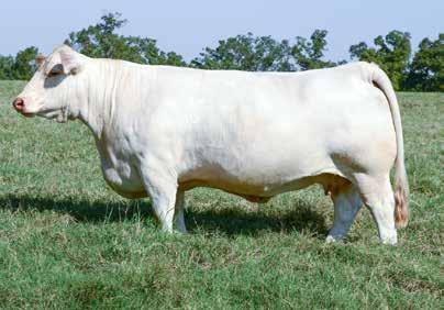 L06 5078 ET 6.7 0.5 34 72 16 M 6.8 33 SC TSI 1.7 221.22 Guaranteed Successful Flush & Three (3) Frozen Embryos A powerful and picturesque donor dam that will make money every time she is flushed.