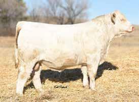 Her first two progeny sold at auction sold for $21,000 and $19,000. Later in her production she produced progeny that sold for $45,000, $22,000, $12,000 and $16,000.