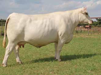 was purchased by Grand Hills Cattle LLC in Colorado. A flush in her sold for $10,000 to Steve Smith Country Charolais in the last National Sale in Denver 2018.