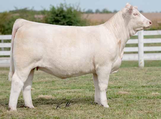 7 34 60 11 0.9 28 0.7 205.15 I have been fortunate enough to have owned and shown some great Charolais cattle in my lifetime, back to National Champions in the early 80 s and on to today.